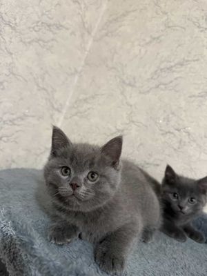 Вислоухие котята