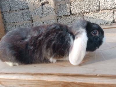 Quyon sotiladi Baran karlik 1yosh