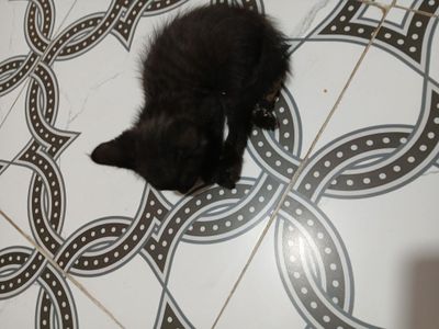Отдам даром в добрые руки кошку-девочку. Мехрибон инсонларга бепул бер