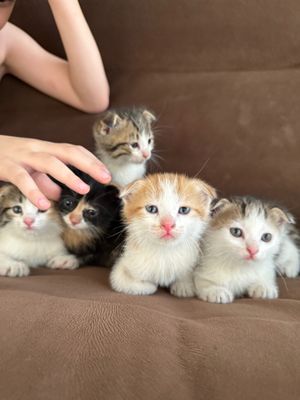 Котята породистые