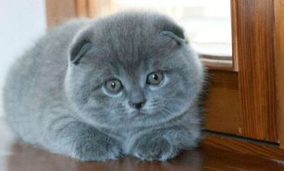 Продаются Чистокровные Шотландские Вислоухие котята Фолд