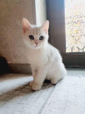 Serebrenniy SHINSHILLA