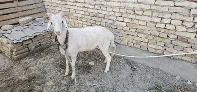 Quchqor sotiladi