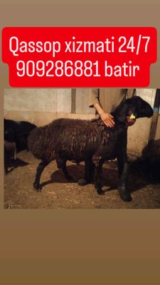 qassop xizmati 24/7