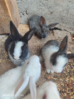 Quyonlar 7 dona sotiladi