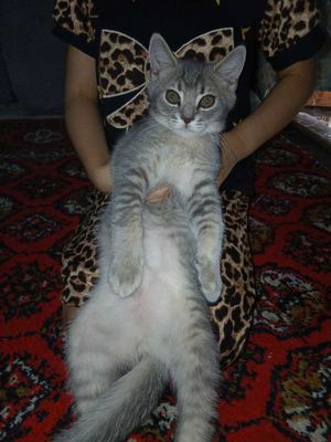 damashniy mushuk