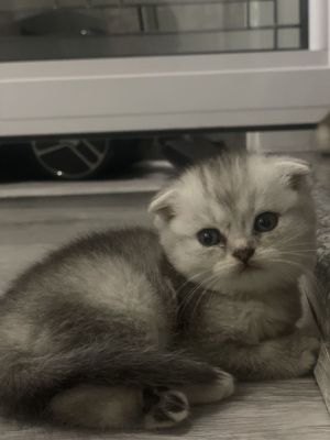 (otas british shorthair) (onas scotish fold)