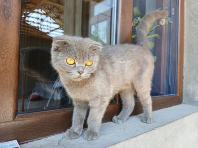 Зотли мушук қони тоза ақилли
