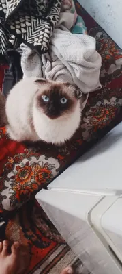 zoti fold jinsi erkak 9 oylik latol biladi