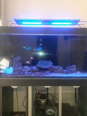 Продам морской аквариум 400 л