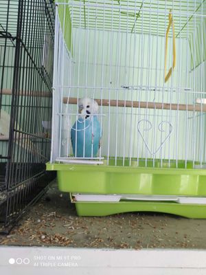 Клетка для конарейки