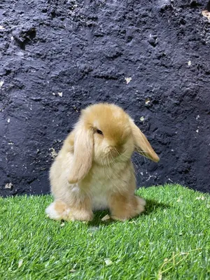 Toza qon karlik quyonchalar