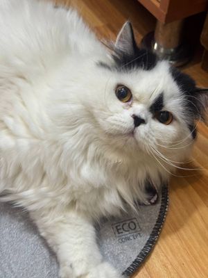 Котик Панда в добрые руки