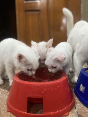 Rasmdagi barcha ona bola mushuklar sotiladi
