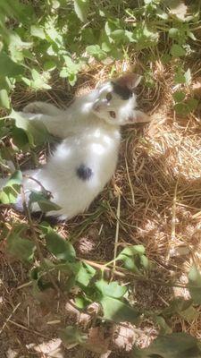Молодые кошки и чистые