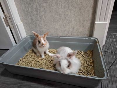 Карликовые кролики