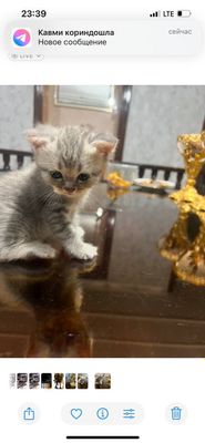 Продаётся Шотландская Серебристая Шиншилла