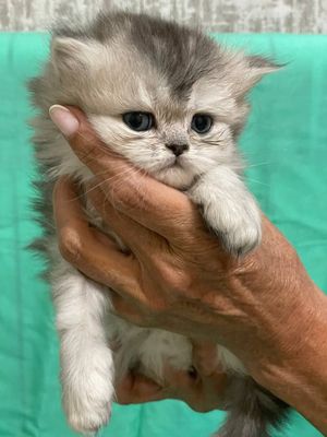Котята серебристая шиншилла