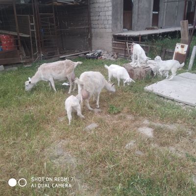 Ona bola echki sotiladi sut beradi suti ham sotiladi
