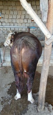 Grenford buqala sotiladi. Sog'lom toza qonli.