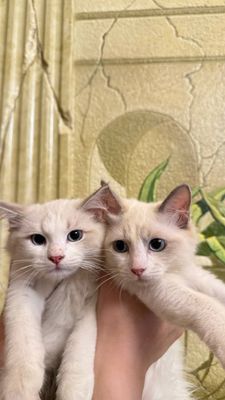 Продаются котята рэгдоллы