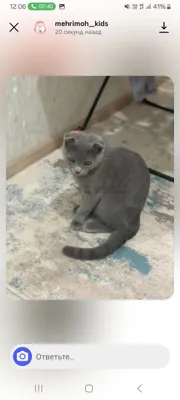 Срочно продаётся Скоттиш фолд