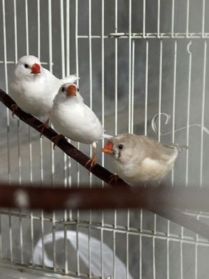 Две пары птиц амадинок