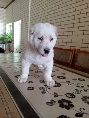 2 oylik Alabay kuchuk