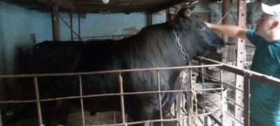 Буккалар сотилади
