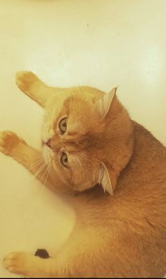 Вязка кот золотая шиншилла ny12