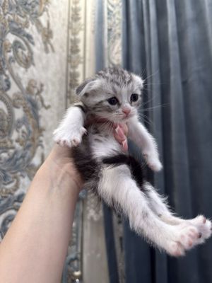 Шотландские котята