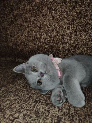 Кошка Девочка 7 месяцев