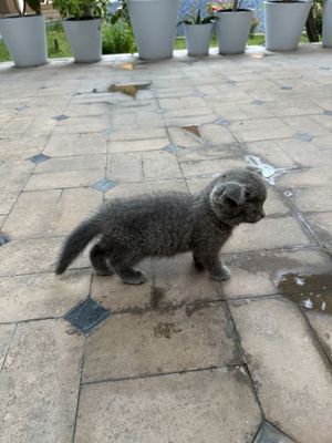 Мушукчалар скоттиш фолд хамда скоттиш страйт болачалари арзон нархда.