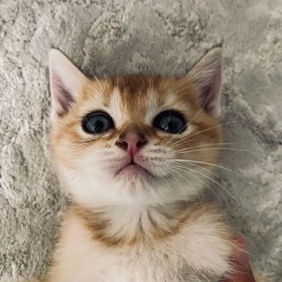 Срочно !!! Кошка золотая шиншилла прямоухая милая и энергичная