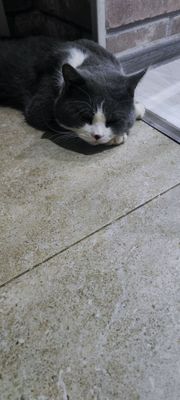 Британский скотиш страйт