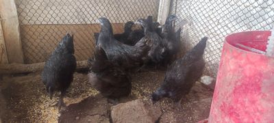 Жужала сотилади ухаюл