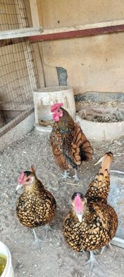 SIBRAYT FENIKS tuxumlari sotladi