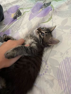 Сибирский котенок( противоаллергенный)