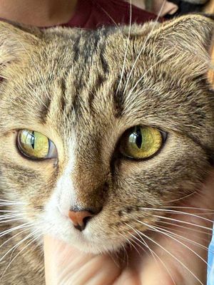 Кошка Скоттиш фолд
