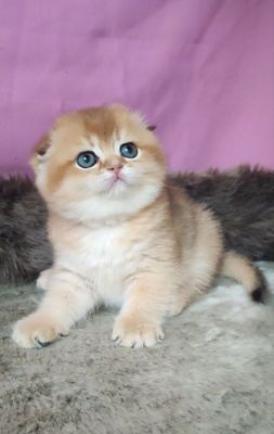 шикарные котята