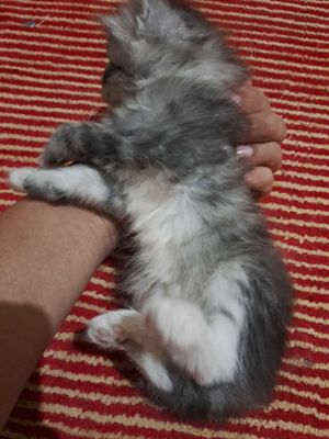 котята в Ургенче