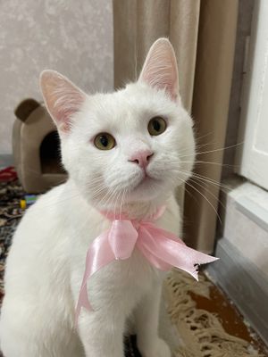 Кот турецкая ангорка