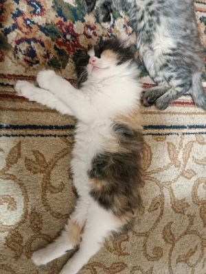 Отдам даром котёнка