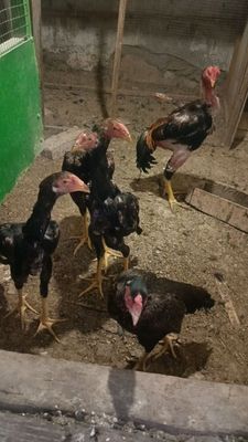 kulangi tovuq xoʻrozlar sotiladi.