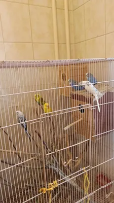 Волнистые попугайчики