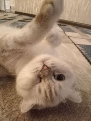 juda toza orasta qizbola mushigim