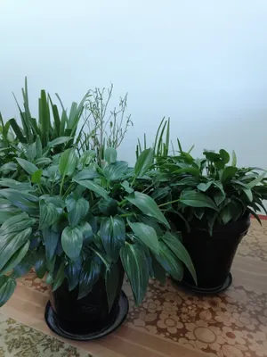 Katta tuvakdagi gullar