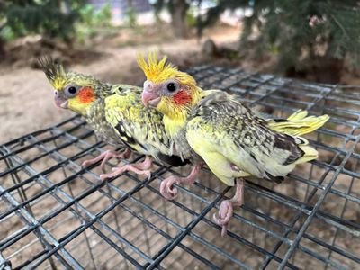 Карелла ручнойга сотилади