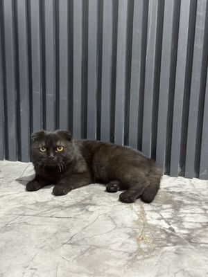 Мушук сотилади огил фолд