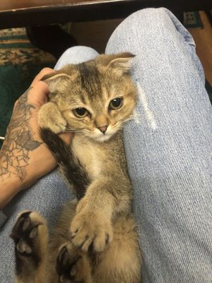 Котенок скотиш фолд с короткой шерстью